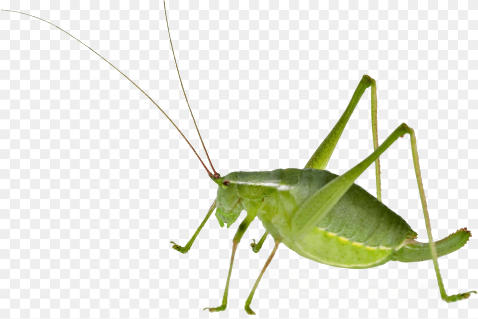 Realistic Grasshopper File Download Free Bush Cricket Female And Male, Animal, Cricket Insect, Insect, Invertebrate Png Image