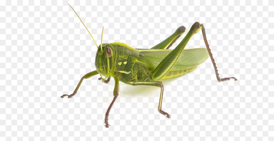 Realistic Grasshopper Transparent Background Grasshopper How Many Legs, Animal, Insect, Invertebrate Png Image