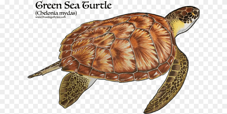 Realistic Green Sea Turtle Tattoo, Animal, Reptile, Sea Life, Sea Turtle Png Image