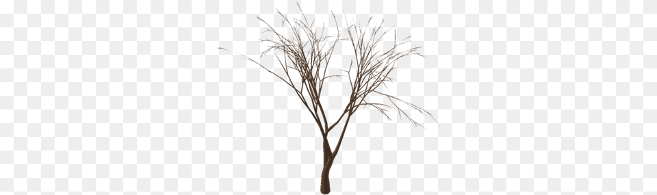 Realistic Halloween Tree Roblox Tree, Plant, Wood, Art, Outdoors Png