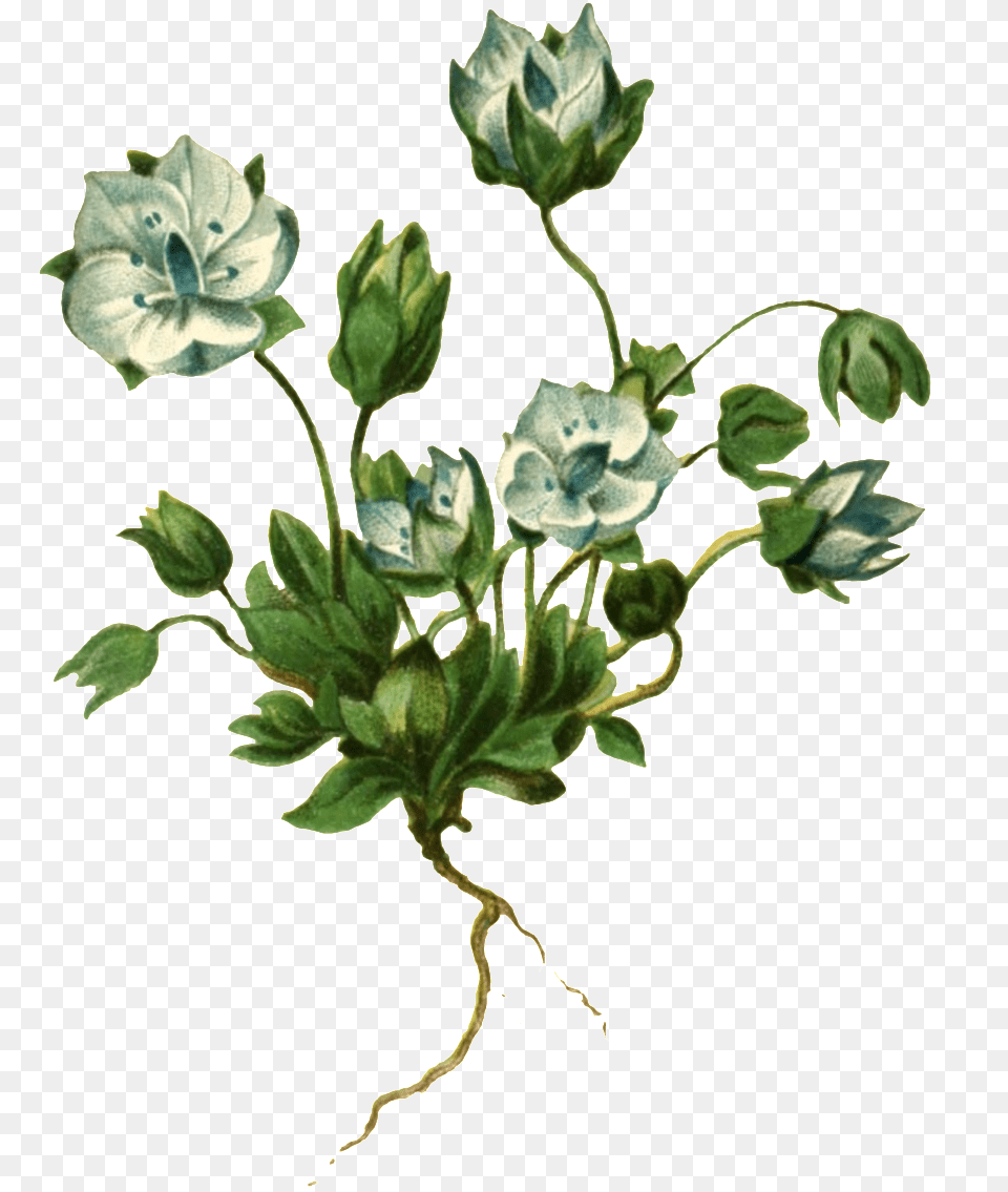 Realistic Hand Painted Plant With Roots And Transparent Plants, Flower, Geranium, Leaf, Potted Plant Png