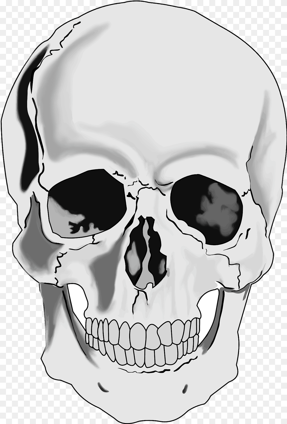 Realistic Human Skull Clipart, Adult, Male, Man, Person Png