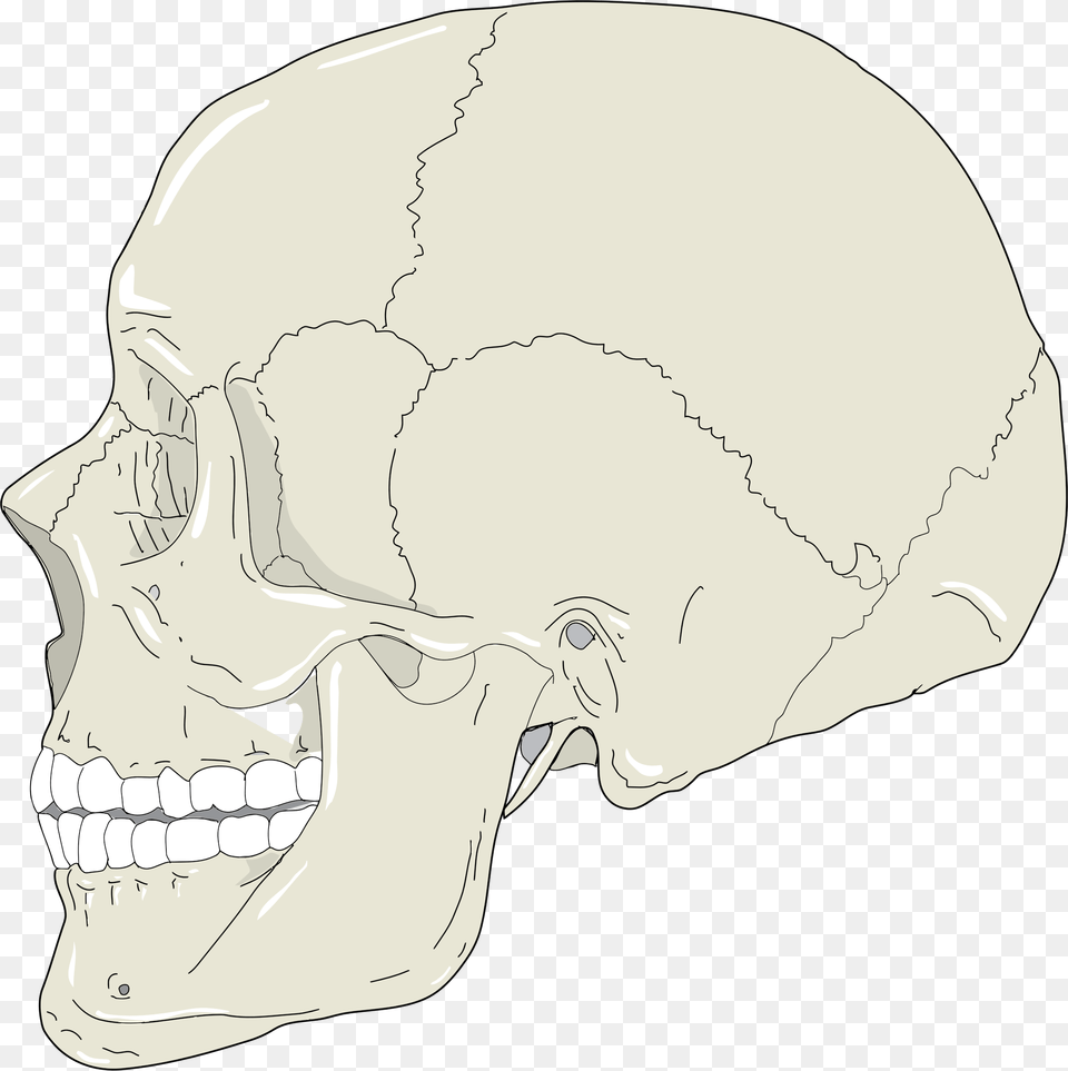 Realistic Human Skull Profile View Clip Arts Profile Bone Of The Skull, Head, Person, Face Free Transparent Png