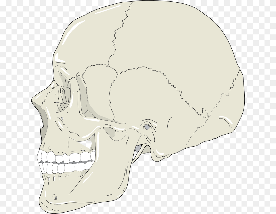 Realistic Human Skull Profile View Skull Profile Svg, Head, Person, Face Png
