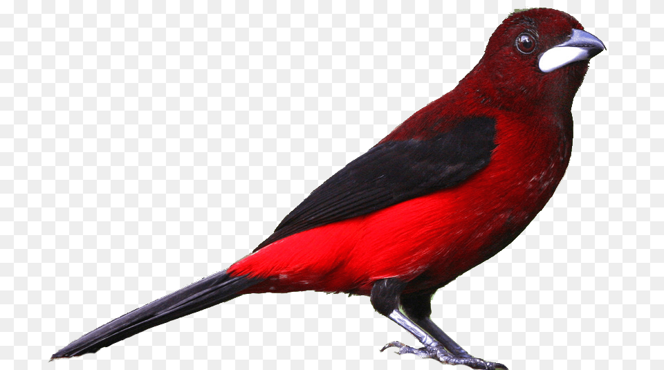 Realistic Mangrove Cuckoo Bird Character Clip Art, Animal, Finch, Beak, Cardinal Png