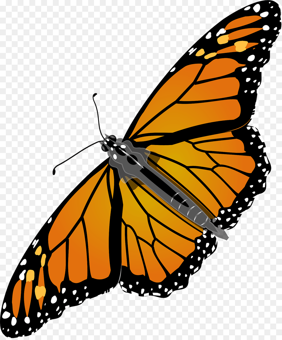 Realistic Monarch Butterfly Clipart, Animal, Insect, Invertebrate, Person Free Transparent Png