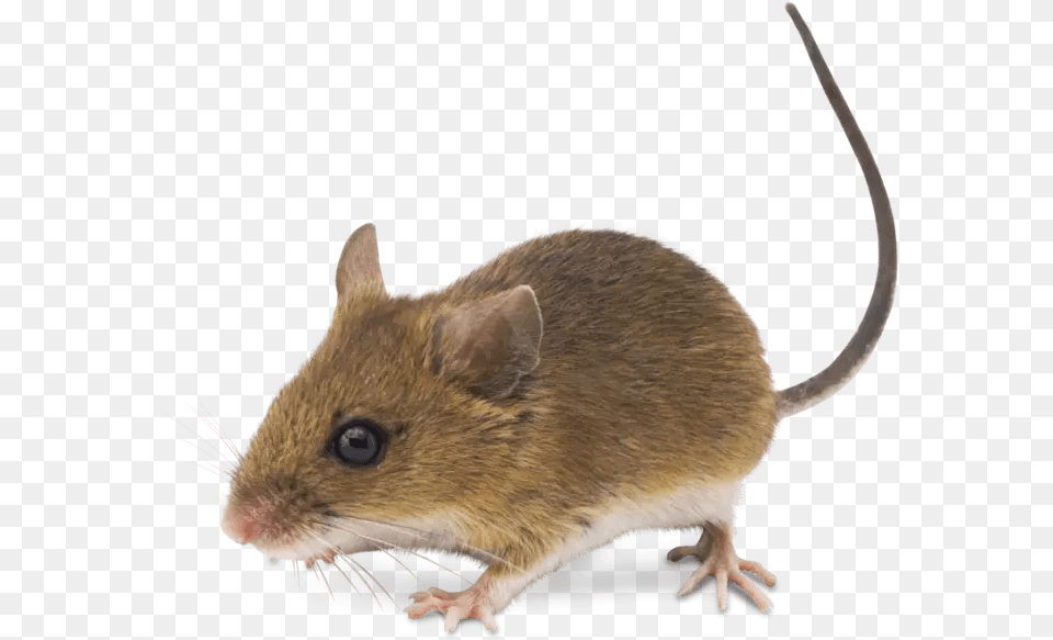 Realistic Mouse Clipart, Animal, Computer Hardware, Electronics, Hardware Free Png