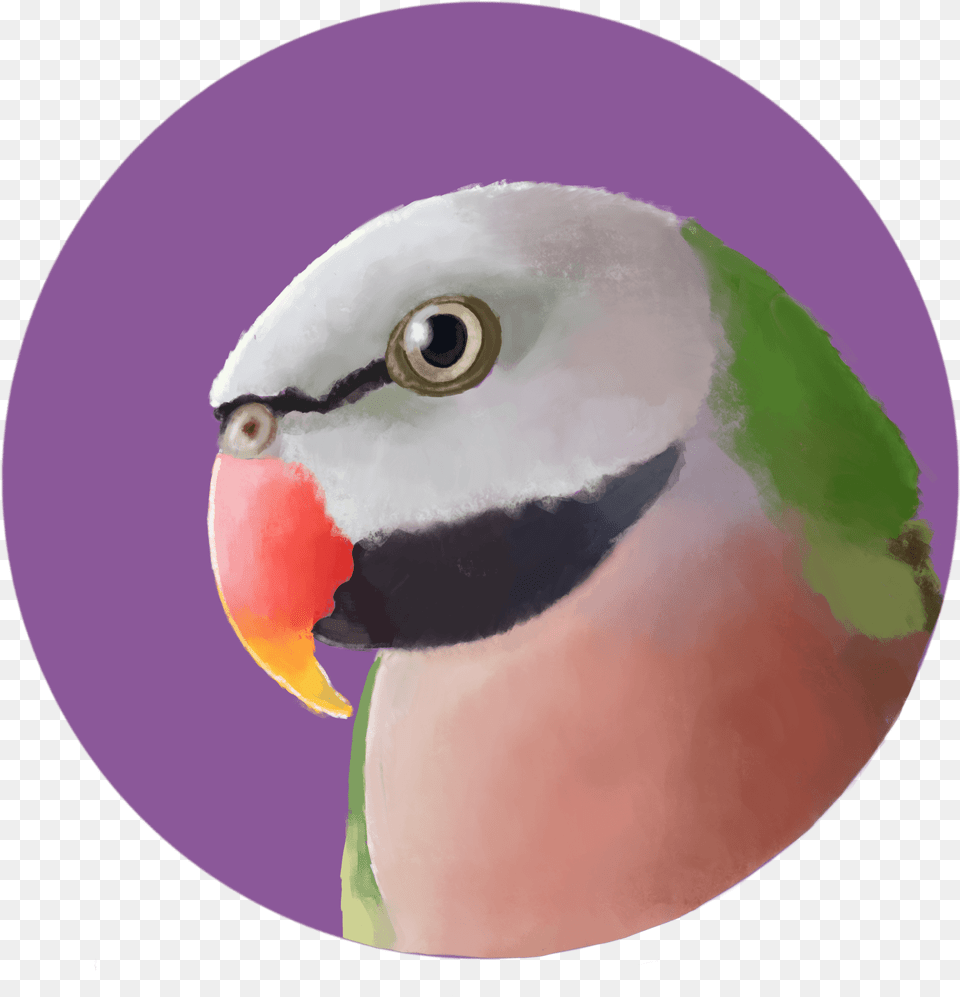 Realistic Mustache Budgie, Animal, Parrot, Parakeet, Bird Png Image