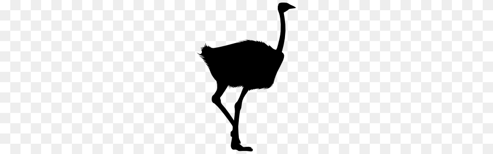 Realistic Ostrich Sticker, Animal, Bird, Kangaroo, Mammal Free Png Download