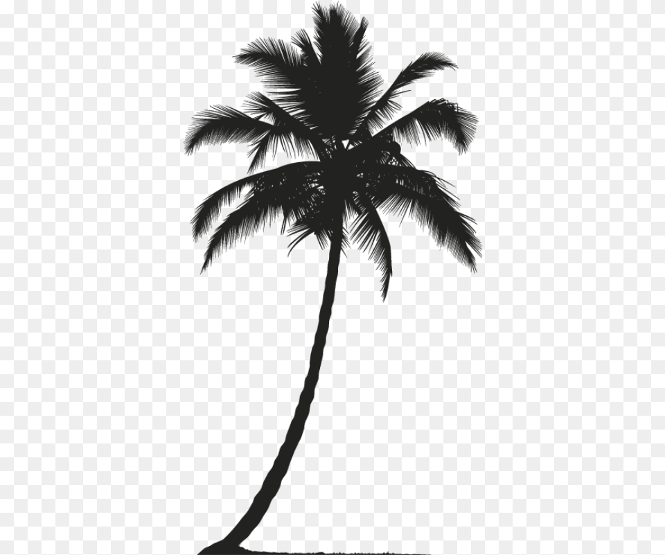 Realistic Palm Tree Silhouette, Palm Tree, Plant, Person Free Png