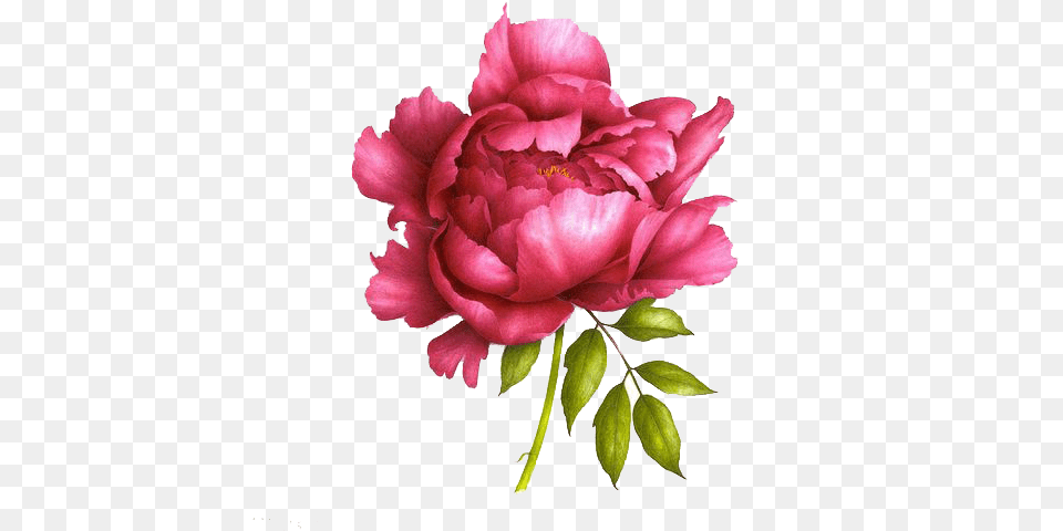 Realistic Peony Drawing, Flower, Petal, Plant, Rose Free Png Download