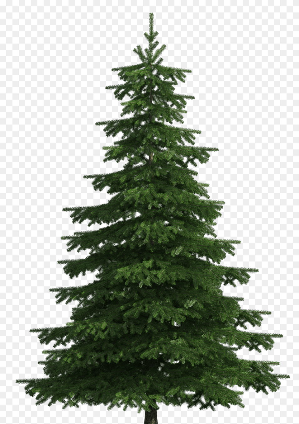 Realistic Pine Tree Clip Art Pine Tree, Conifer, Fir, Plant, Spruce Png Image