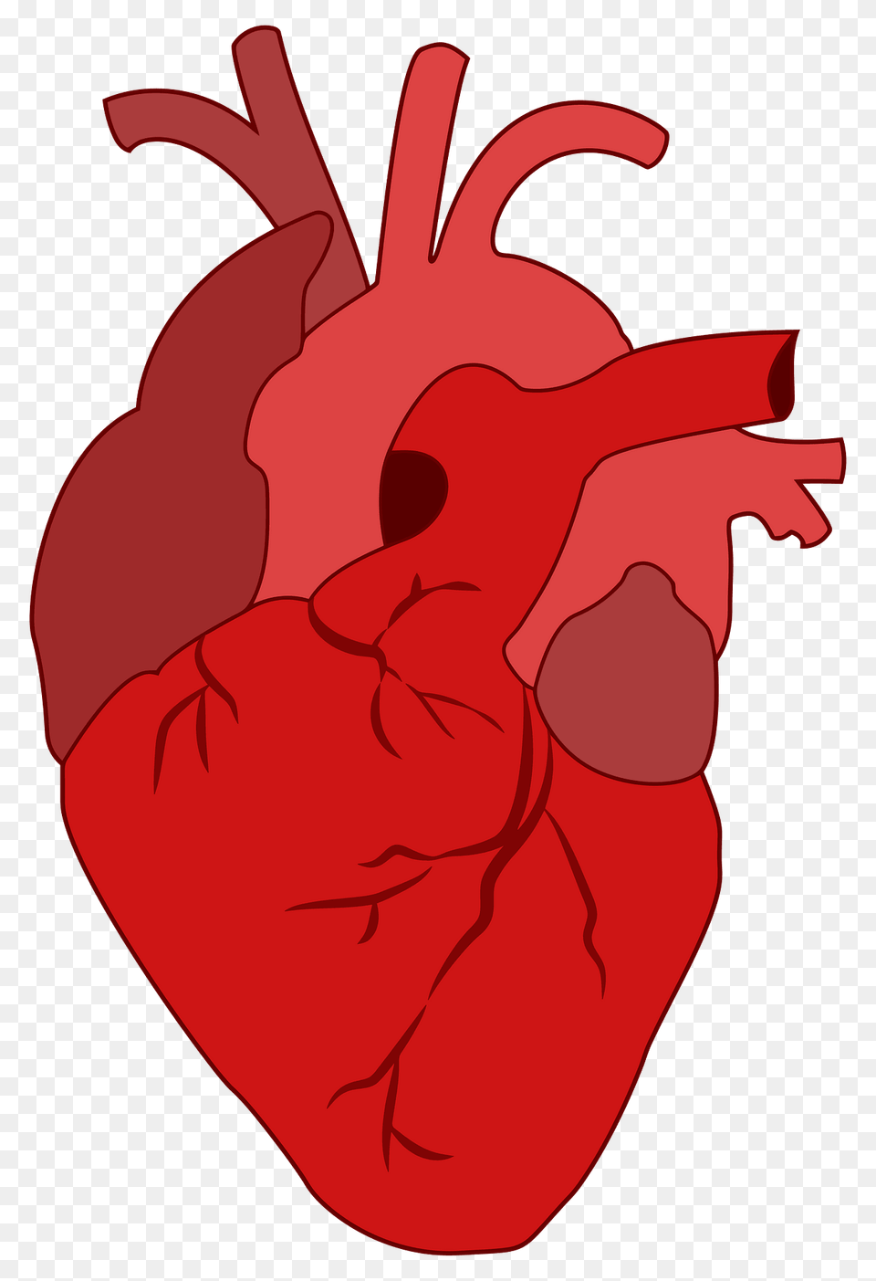 Realistic Red Heart Clipart Png Image