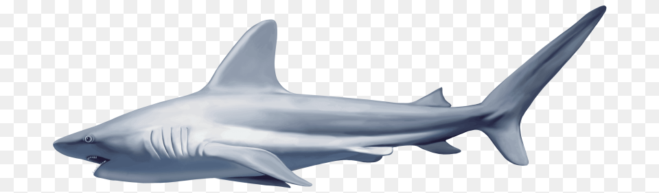 Realistic Shark, Animal, Fish, Sea Life Free Png