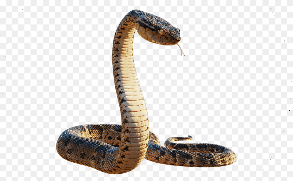 Realistic Snake 3d, Animal, Reptile, Cobra Free Transparent Png