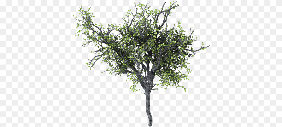 Realistic Tree Background Image Arts Birch, Plant, Potted Plant, Oak, Sycamore Free Transparent Png