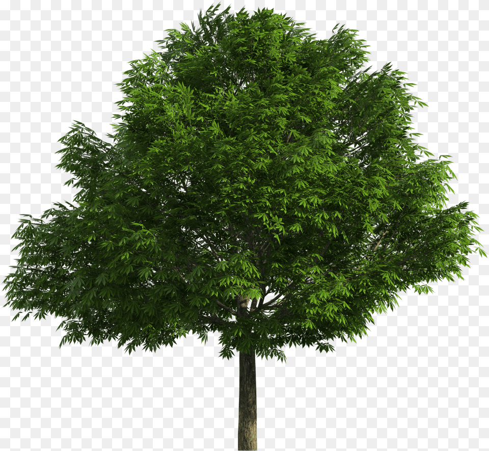 Realistic Tree Clip Art Arboles En Formato, Plant, Maple, Tree Trunk, Conifer Free Png
