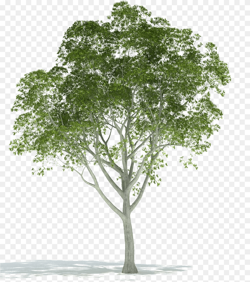 Realistic Tree Image Background Trees For Architectural Rendering, Sycamore, Oak, Plant, Tree Trunk Free Png