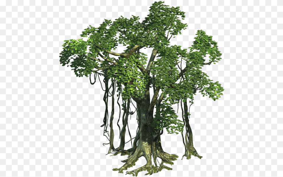 Realistic Tree Image Jungle Trees, Green, Plant, Potted Plant, Tree Trunk Png