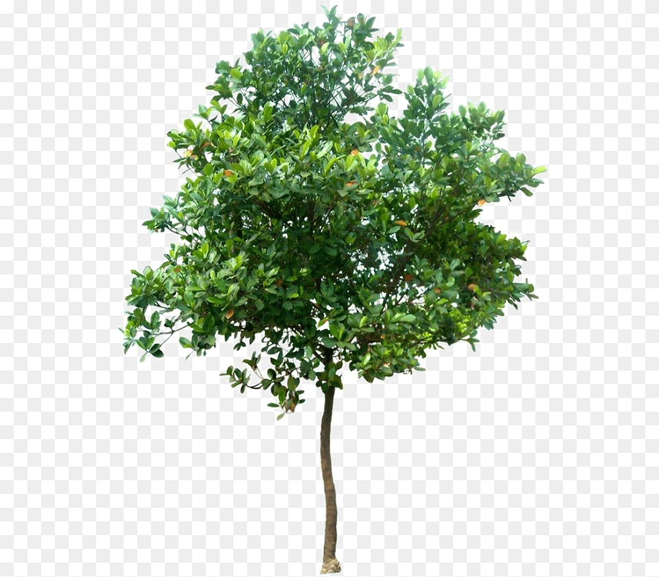 Realistic Tree Photo Tree High Resolution, Leaf, Oak, Plant, Potted Plant Png