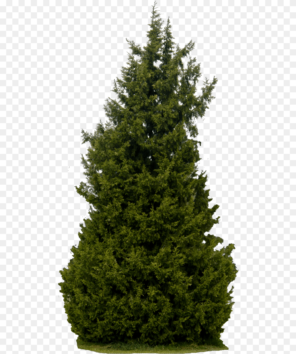 Realistic Tree Transparent Background Bushes And Trees, Conifer, Fir, Plant, Pine Png Image
