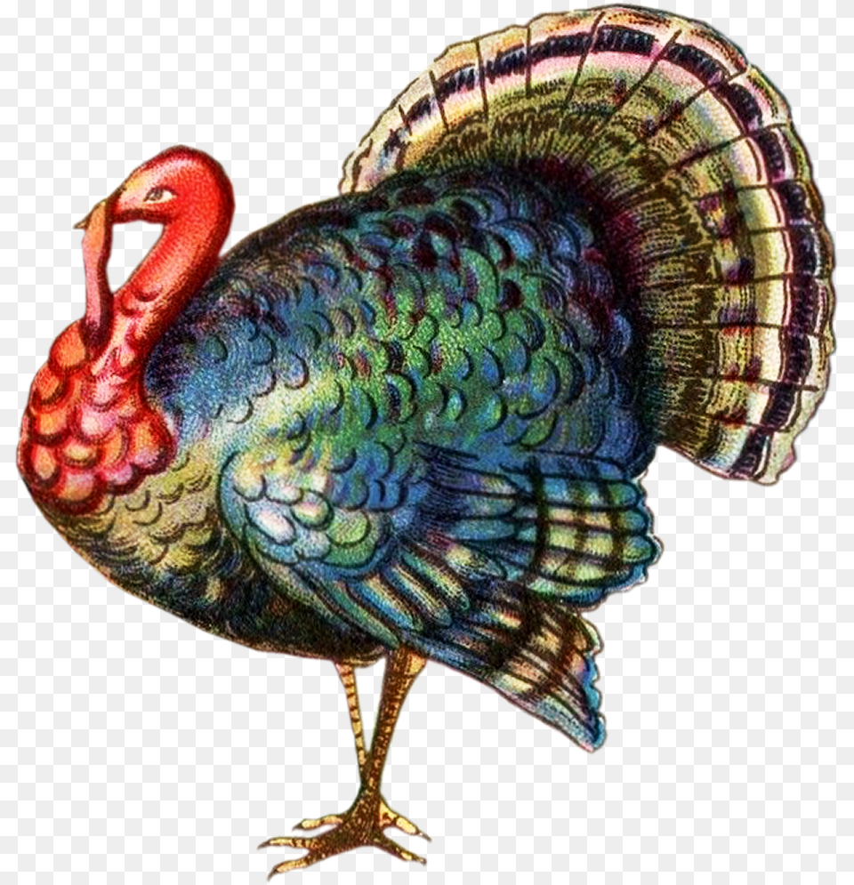 Realistic Turkey Clip Art, Animal, Bird, Beak Free Png