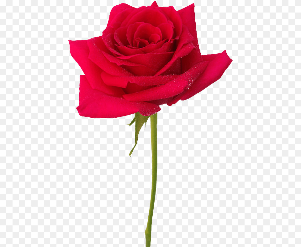 Realistic U0026 Vector Transparent Background Images Play Royal Red Rose Flower, Plant Png Image