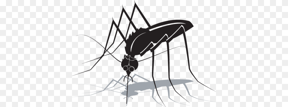 Realistic Vector Clipart, Animal, Insect, Invertebrate, Mosquito Png