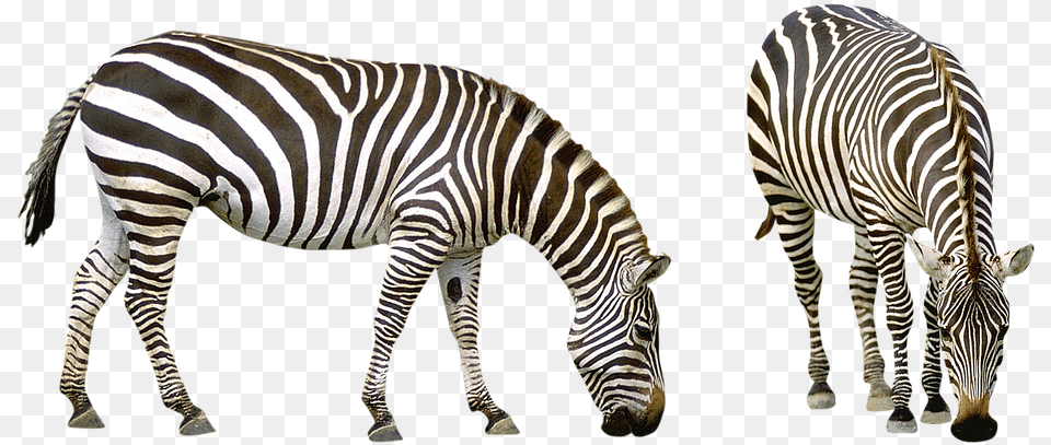 Realistic Zebra Photos African Savanna Animals, Animal, Mammal, Wildlife Png Image