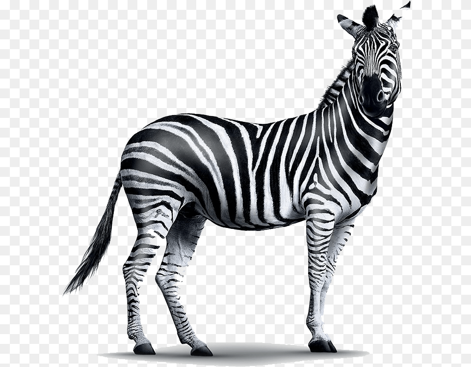 Realistic Zebra Investec Zebra, Animal, Mammal, Wildlife Free Transparent Png