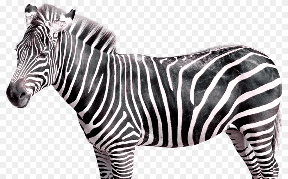 Realistic Zebra Transparent Zebra, Animal, Mammal, Wildlife Free Png