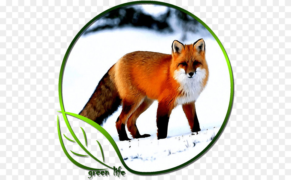 Really Pretty Fox, Animal, Canine, Mammal, Red Fox Free Transparent Png