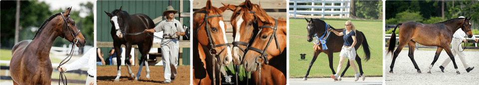 Rearing Horse, Animal, Colt Horse, Mammal, Person Free Png Download