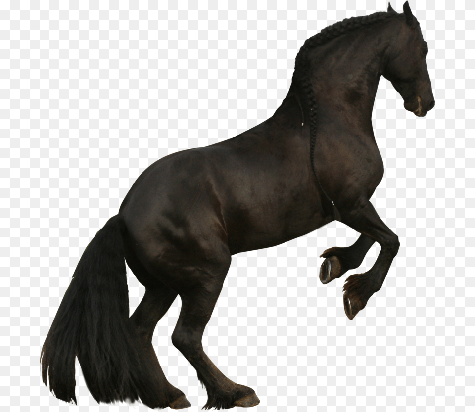 Rearing Horse Black Horse Rearing, Animal, Mammal, Stallion, Andalusian Horse Free Transparent Png