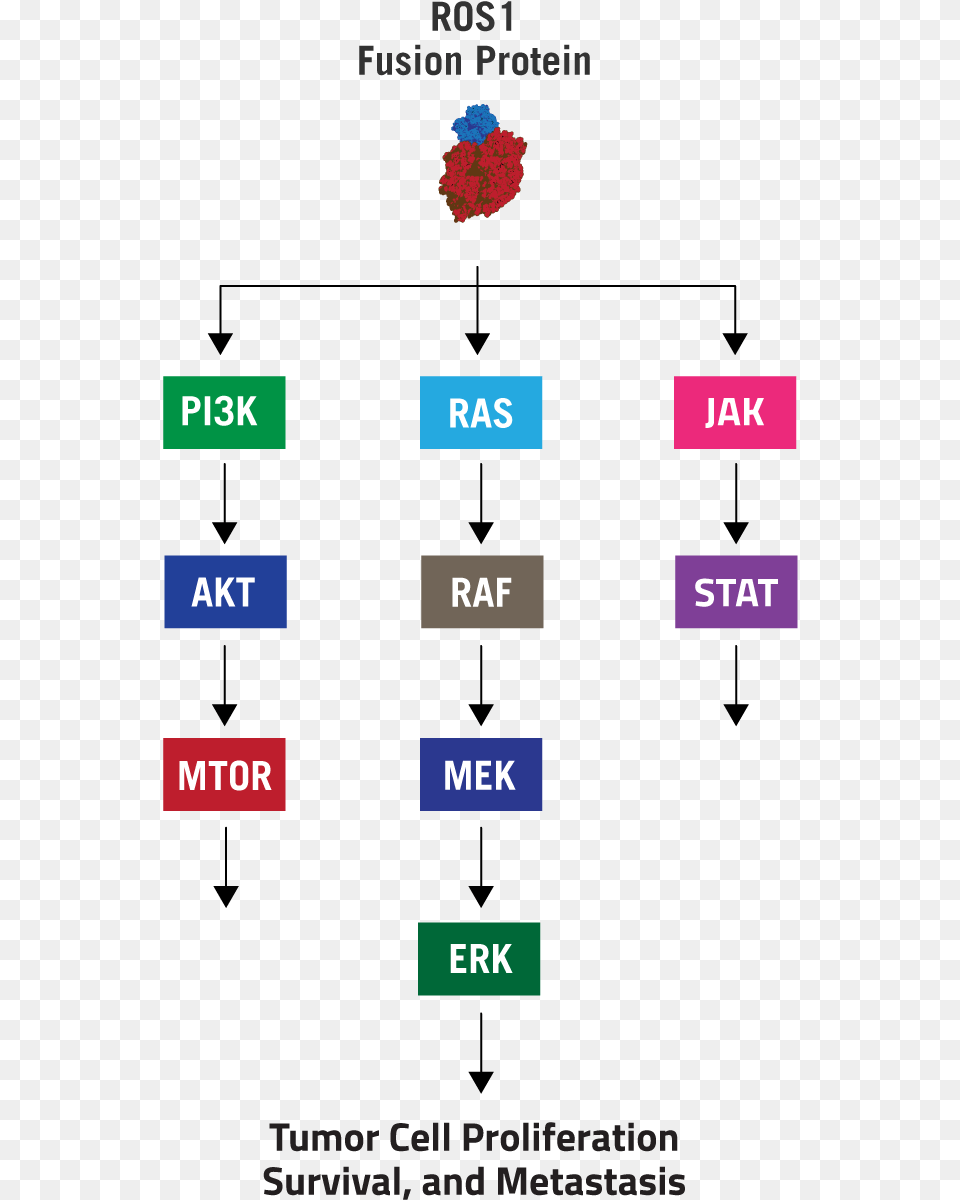 Rearrangements And Pathway Activation Ros1 Rearrangements Ros1 Nsclc Pathway, Text Free Transparent Png