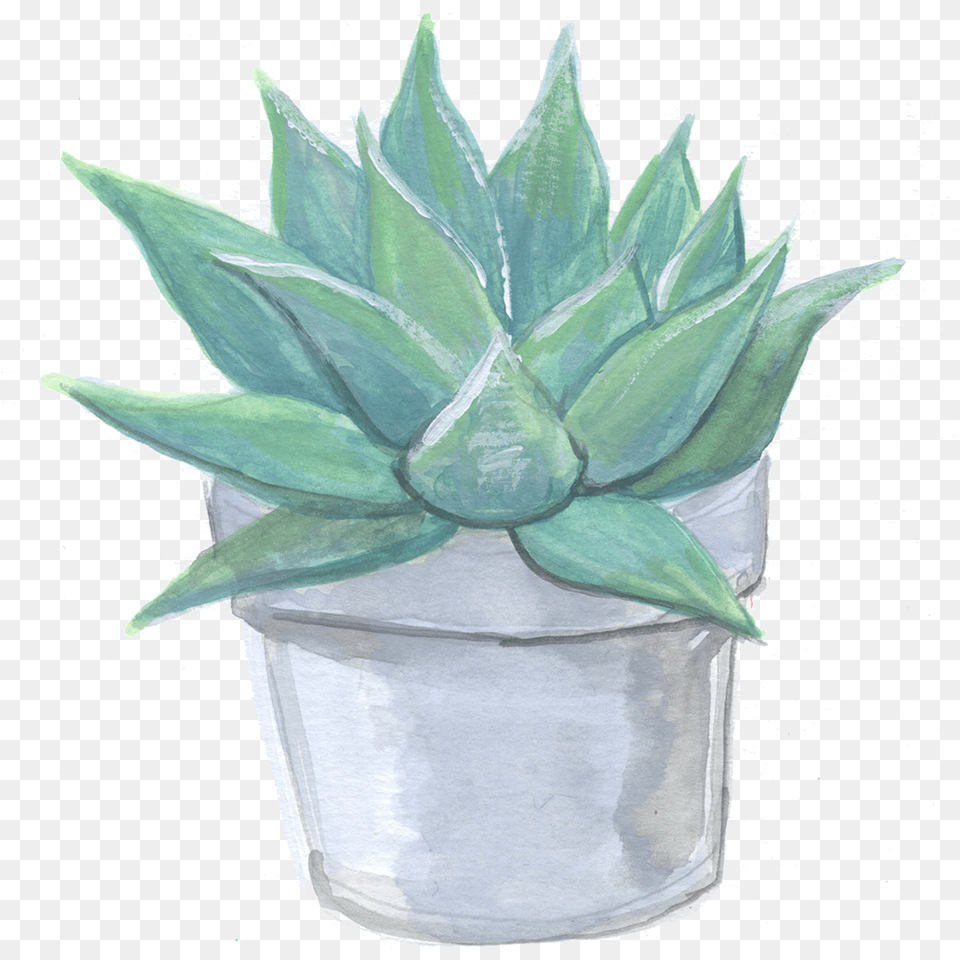 Rebecca Fishbein Agave, Plant, Aloe, Potted Plant Free Png