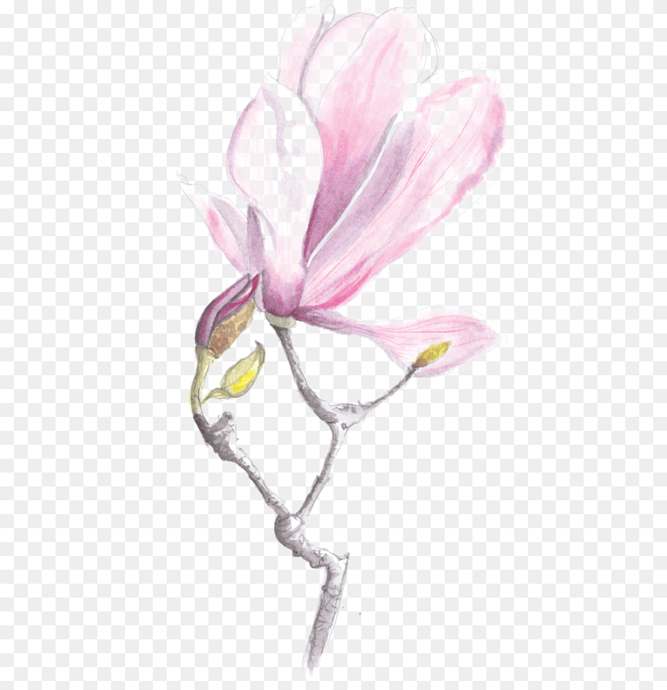 Rebecca Moss Design Magnolia, Flower, Petal, Plant, Bud Png Image