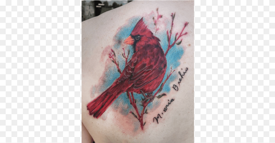 Rebeka Maine Tattoo Artist Cardinal, Person, Skin, Animal, Bird Free Png Download