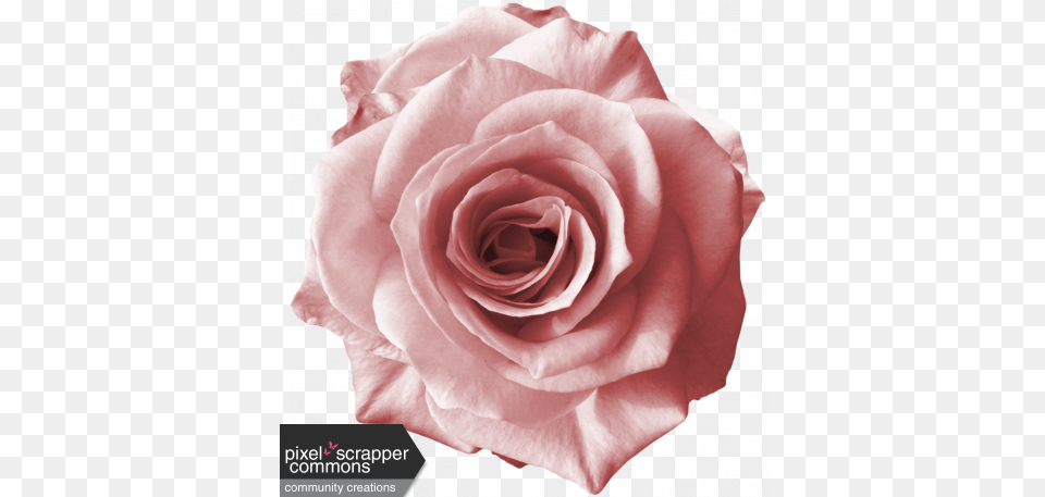 Rebel Rose Pink Graphic By Sunny Faith Rush Pixel Pink Rose Rose Graphic Design, Flower, Plant, Petal Free Png