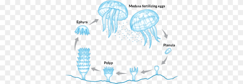 Recent Articles Immortality, Animal, Sea Life, Invertebrate, Jellyfish Free Transparent Png