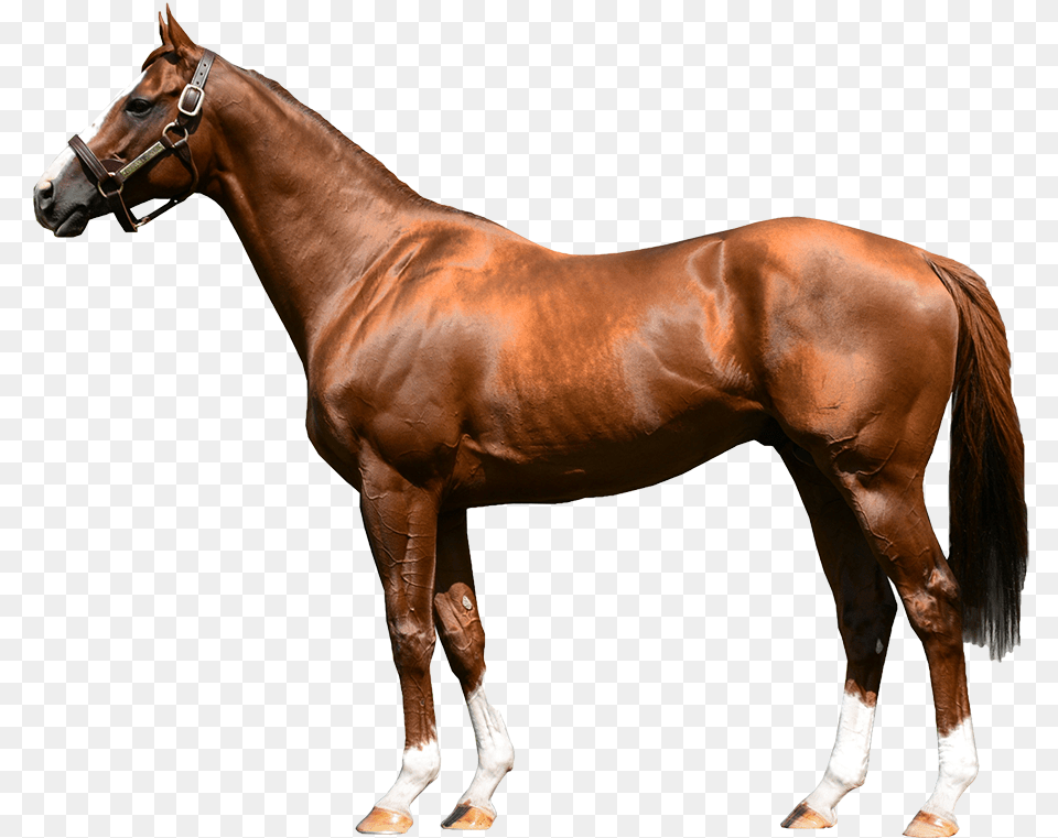 Recent Chrome Video, Animal, Horse, Mammal, Stallion Free Png Download