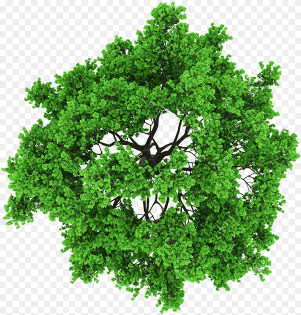 Reception And Sorting Cut Out Tree From Above, Green, Plant, Oak, Vegetation Free Png