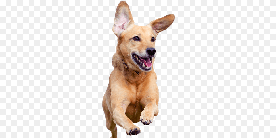 Reception Happy Running Dog Happy Dog Transparent Background, Animal, Canine, Mammal, Pet Free Png Download