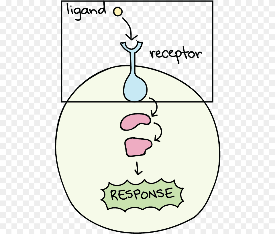 Receptor Biology, Cutlery, Spoon, Disk Png