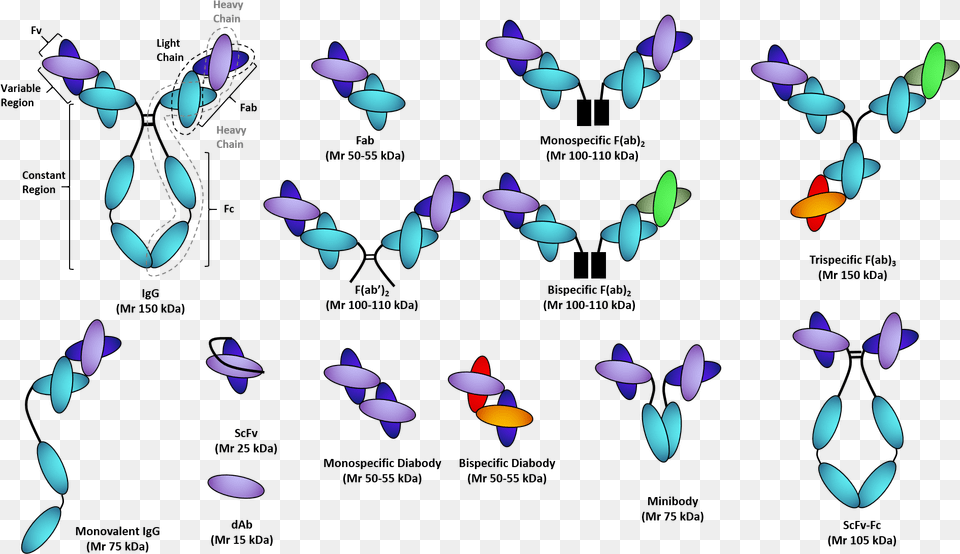 Recombinant Antibody Fragments Therapeutic Antibody And Protein Process Development, Purple, Paper, Art Free Png Download