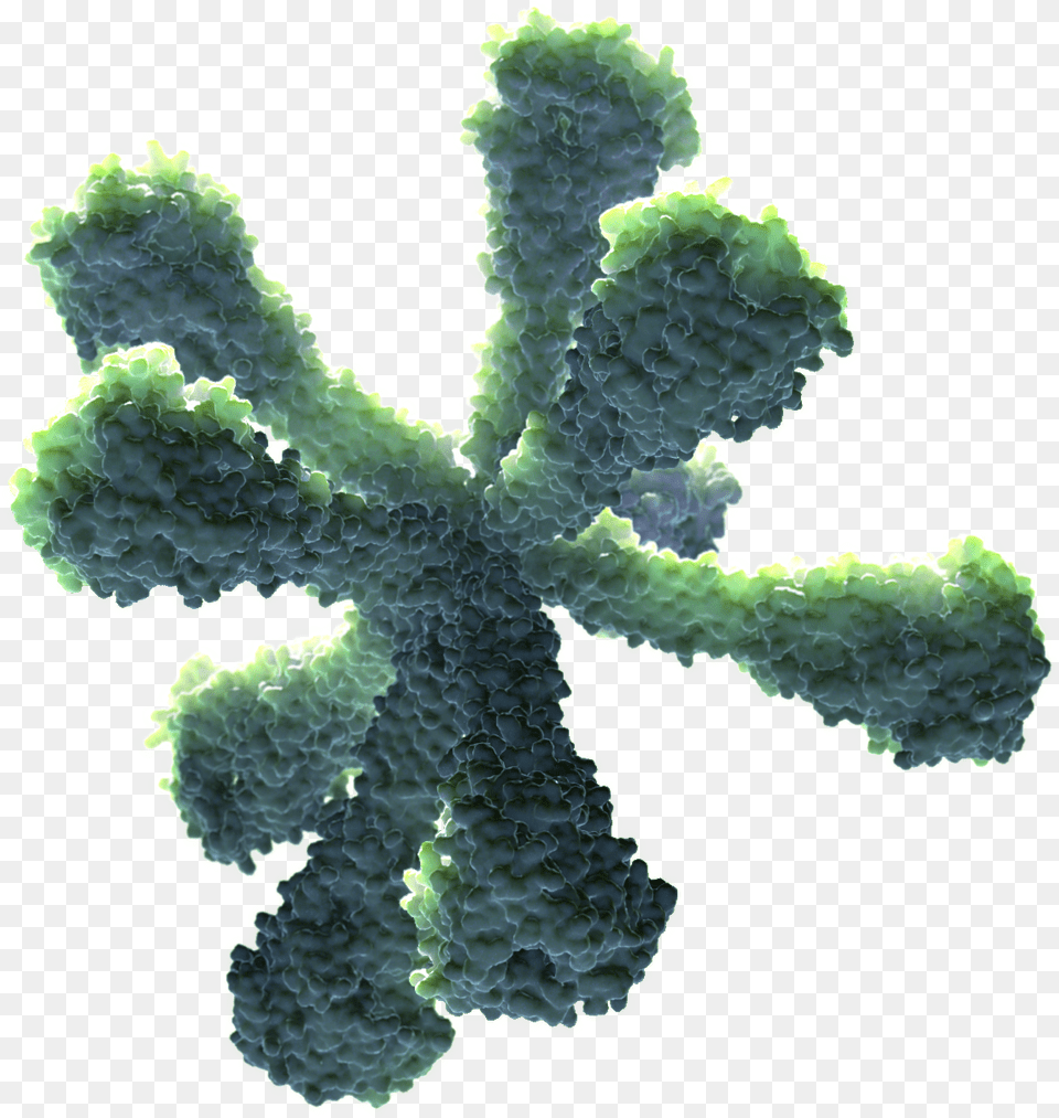 Recombinant Nanoparticle Technology Lodgepole Pine, Plant, Sea Life, Sea, Reef Free Png Download