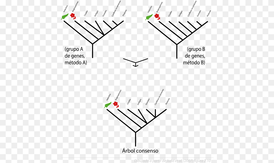 Reconstrucciones Filogenticas Y Rbol Consenso Arboles De Consenso, Animal Free Png