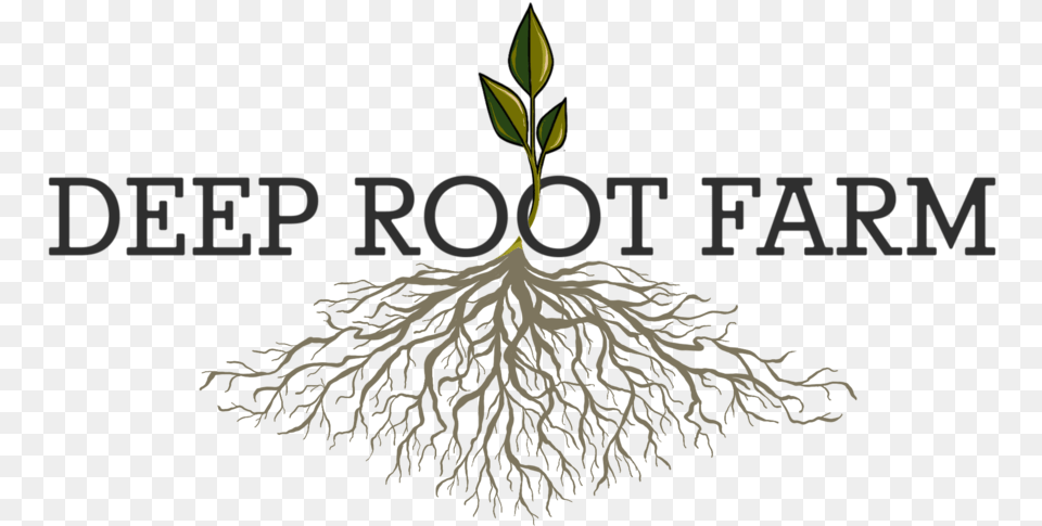 Rectangle Design Home, Plant, Root Png Image