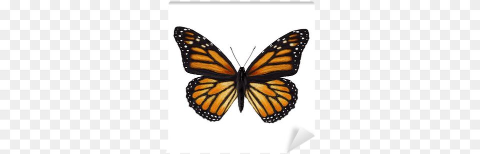 Recycle Life Of Butterfly, Animal, Insect, Invertebrate, Monarch Free Transparent Png