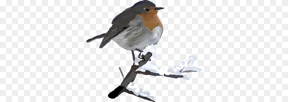 Red Animal, Person, Bird, Robin Free Transparent Png